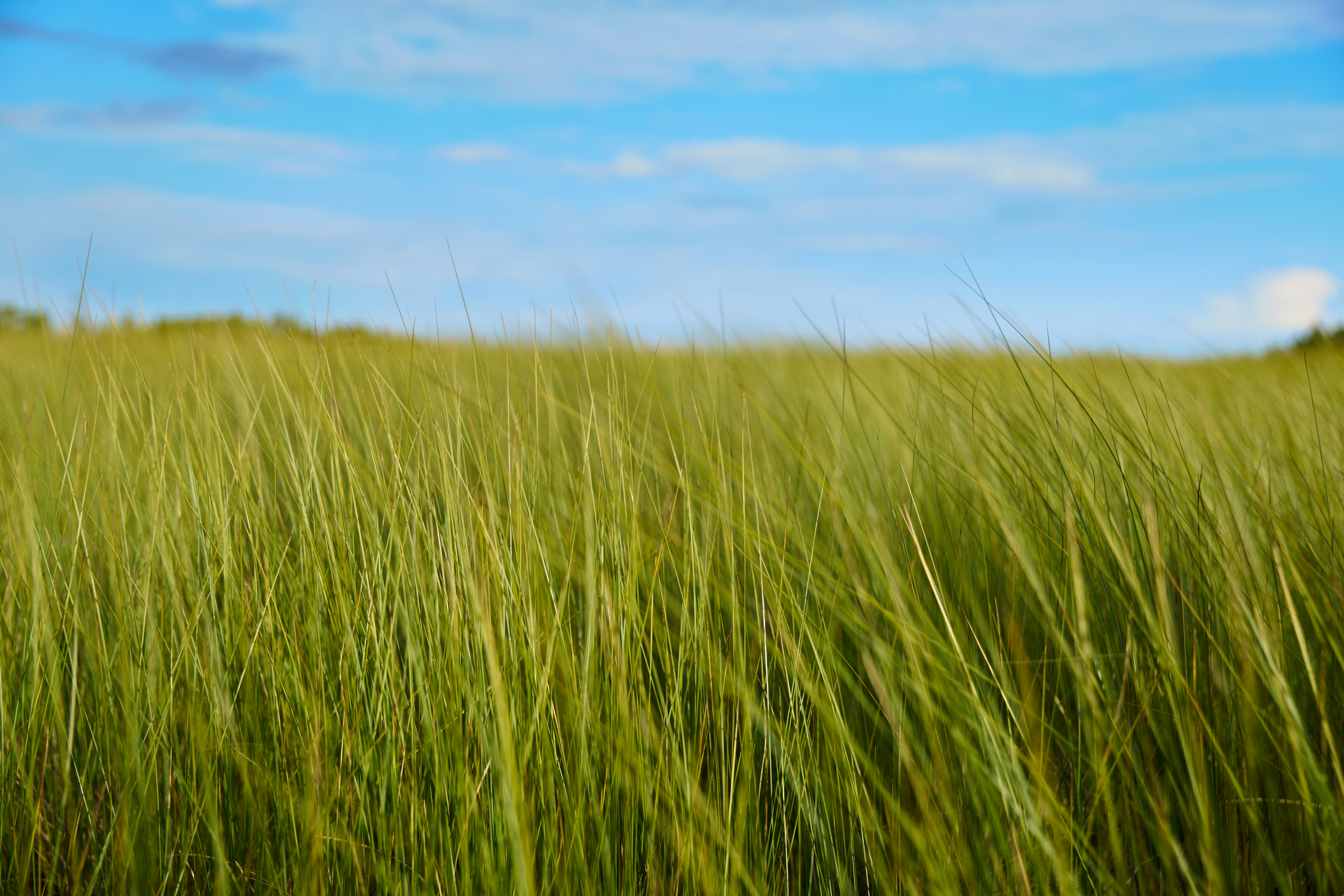 Photo by lostillusion