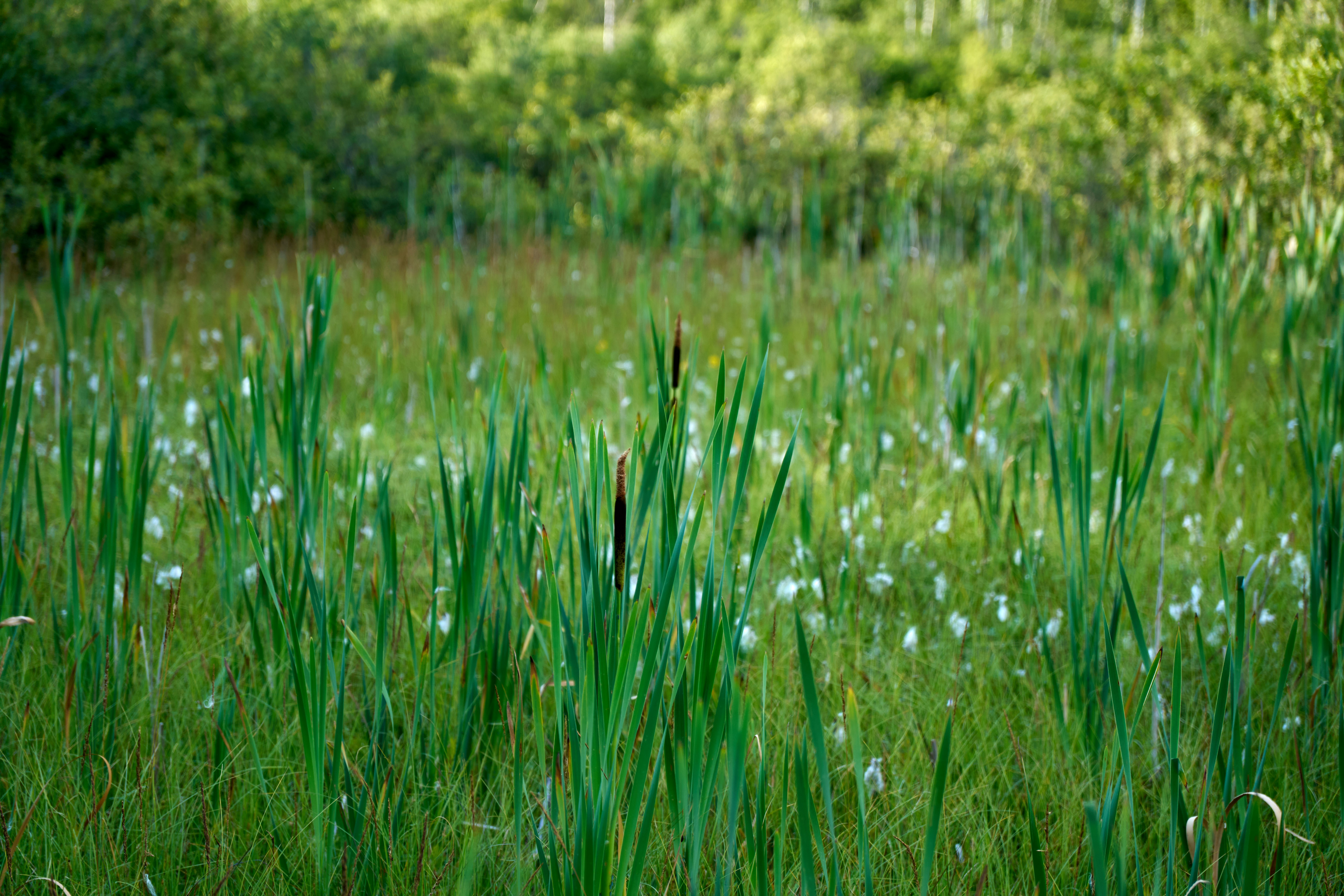 Photo by lostillusion