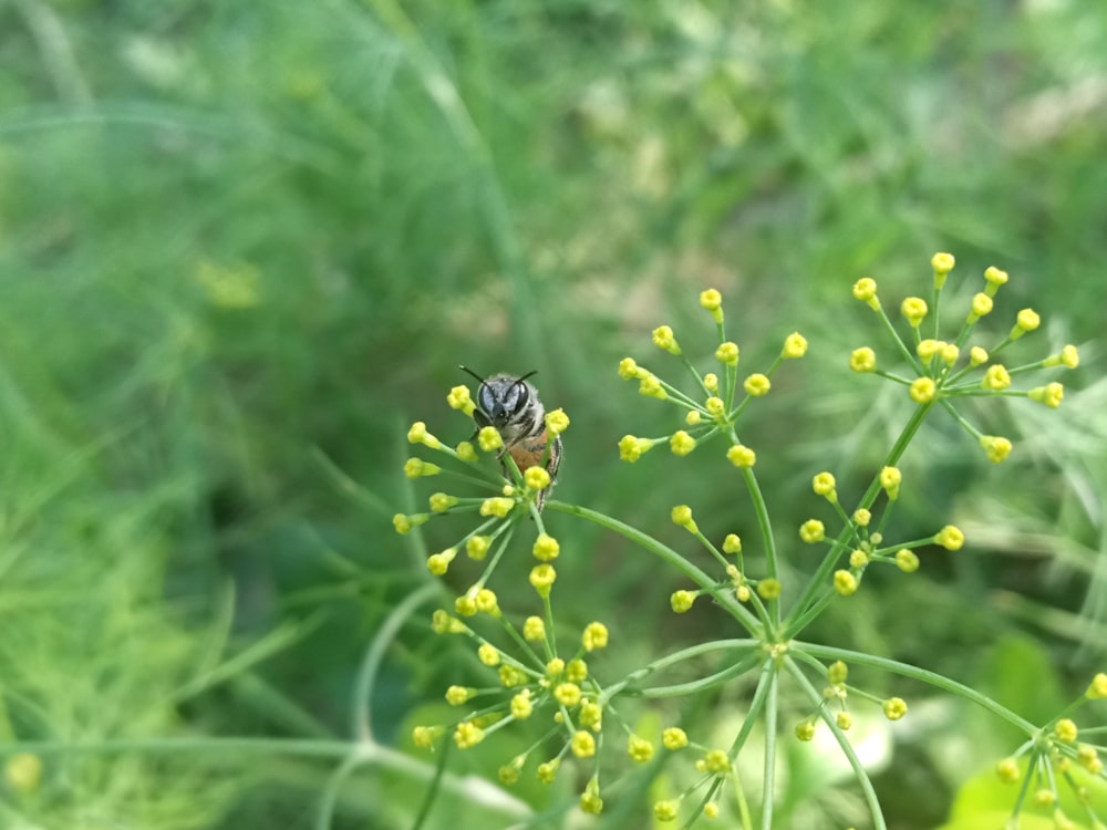 a bee is sitting on a yellow flower