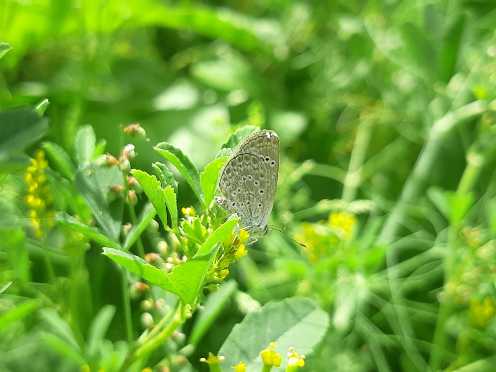 a butterfly sitting on top of a green plant