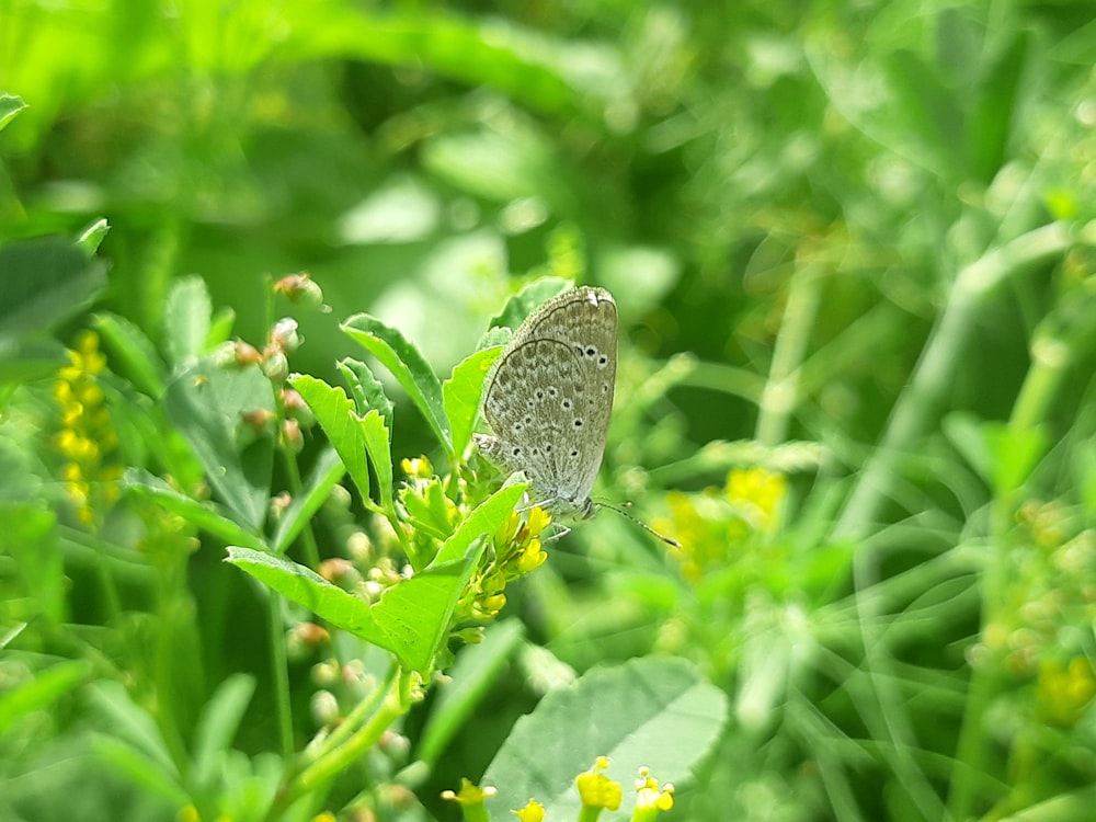 una farfalla seduta in cima a una pianta verde