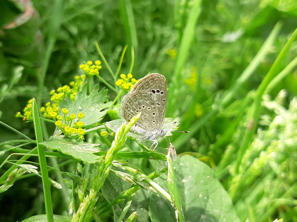 Una farfalla è seduta su un fiore nell'erba
