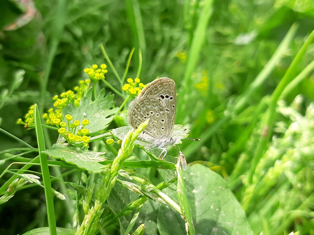 a butterfly is sitting on a flower in the grass