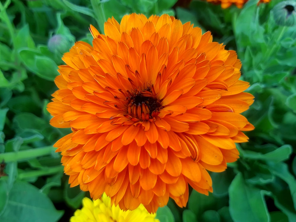 a close up of an orange and yellow flower