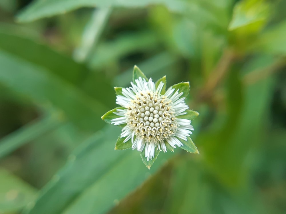 um close up de uma flor branca com folhas verdes