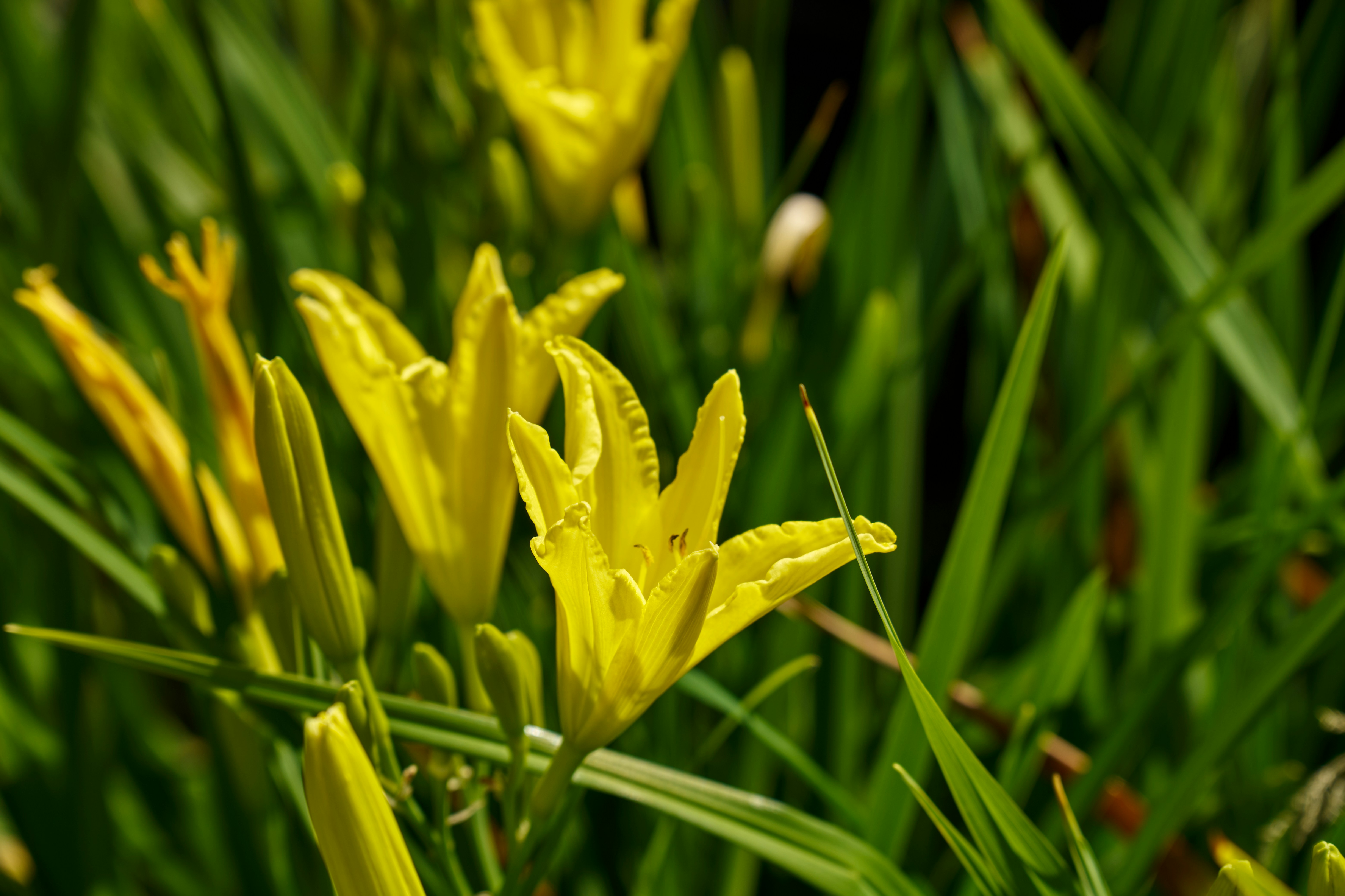 Photo by lostillusion