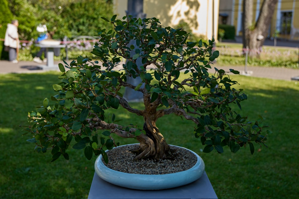 a bonsai tree in a blue pot on a table