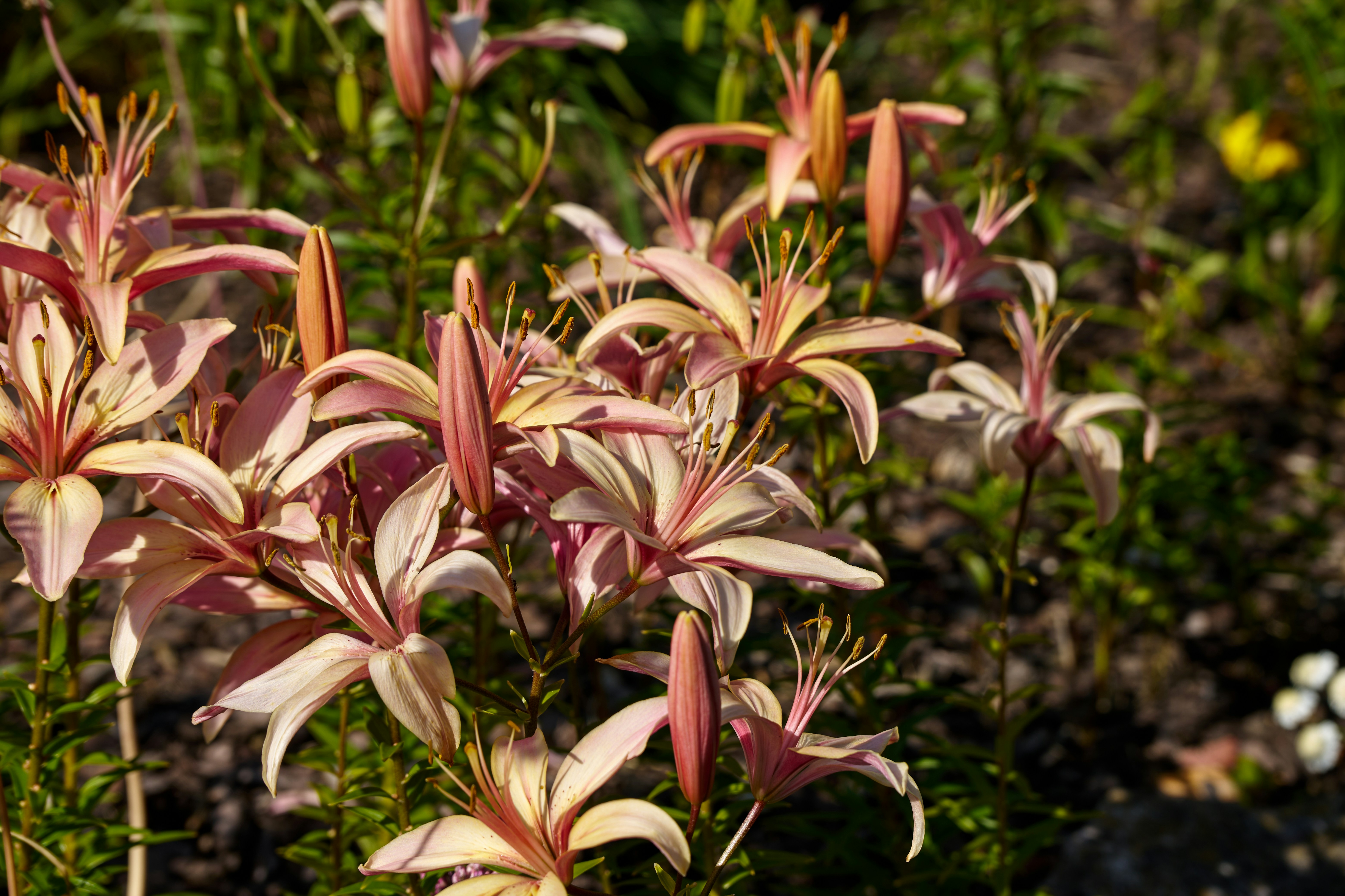 Photo by lostillusion