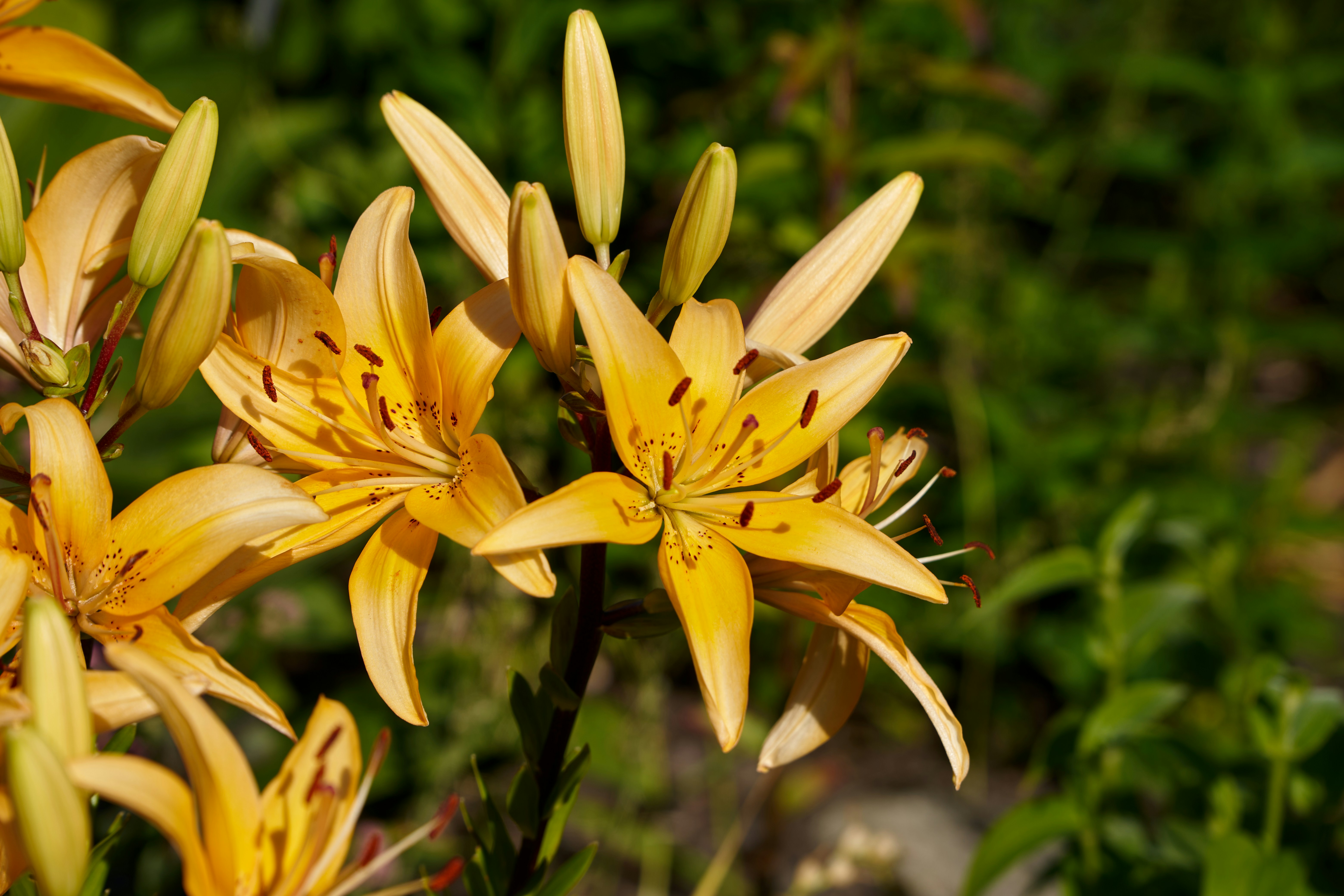 Photo by lostillusion