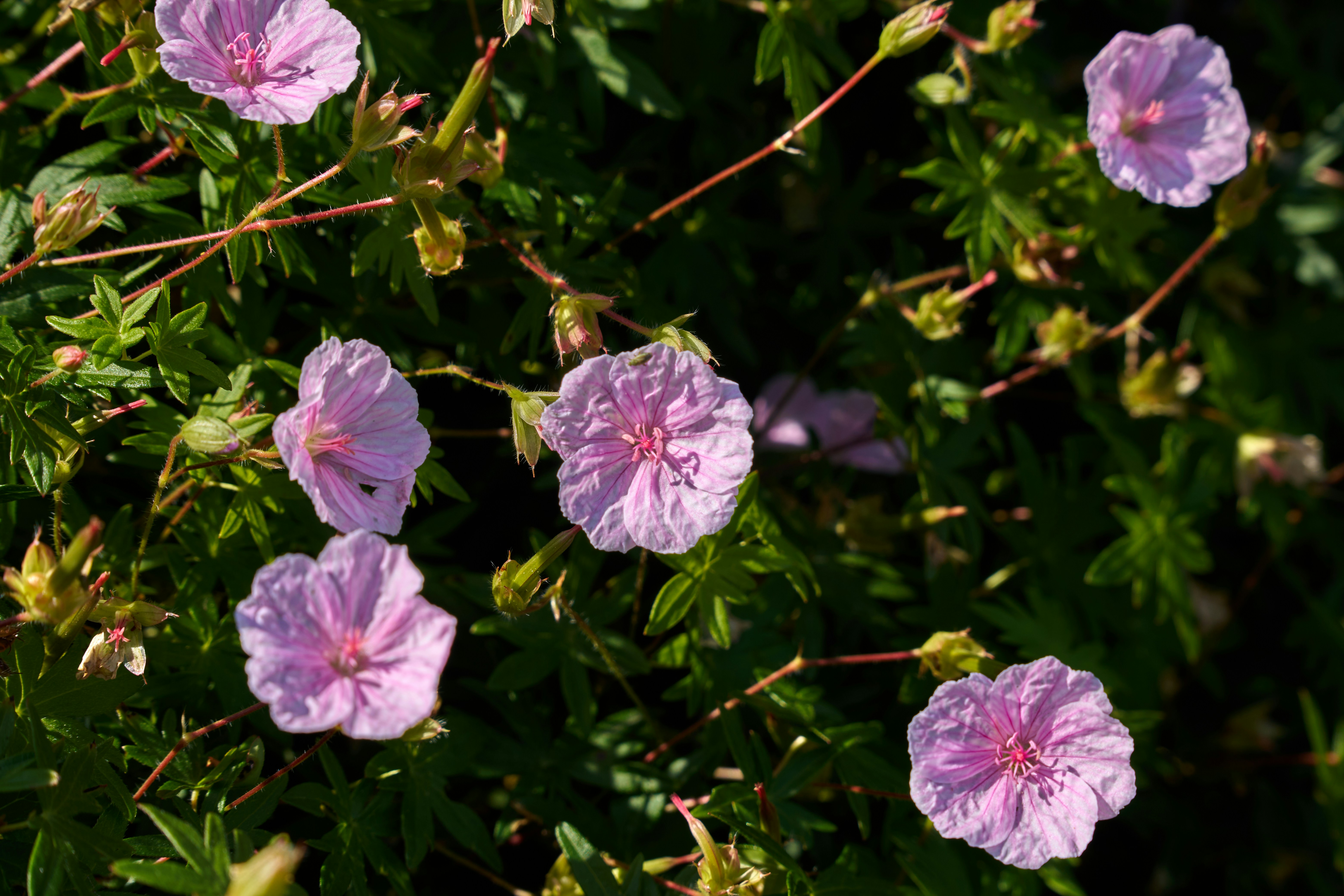 Photo by lostillusion