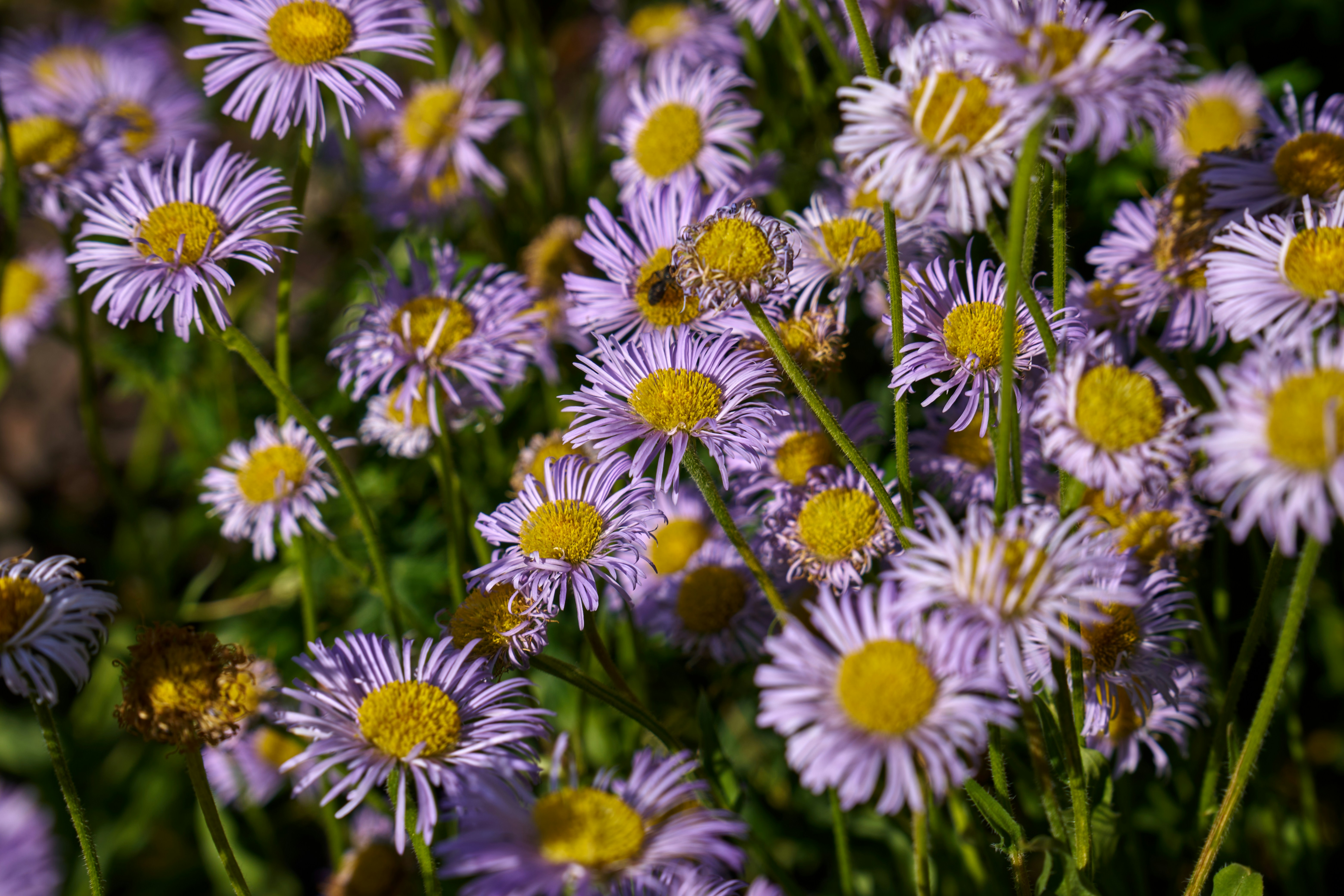 Photo by lostillusion