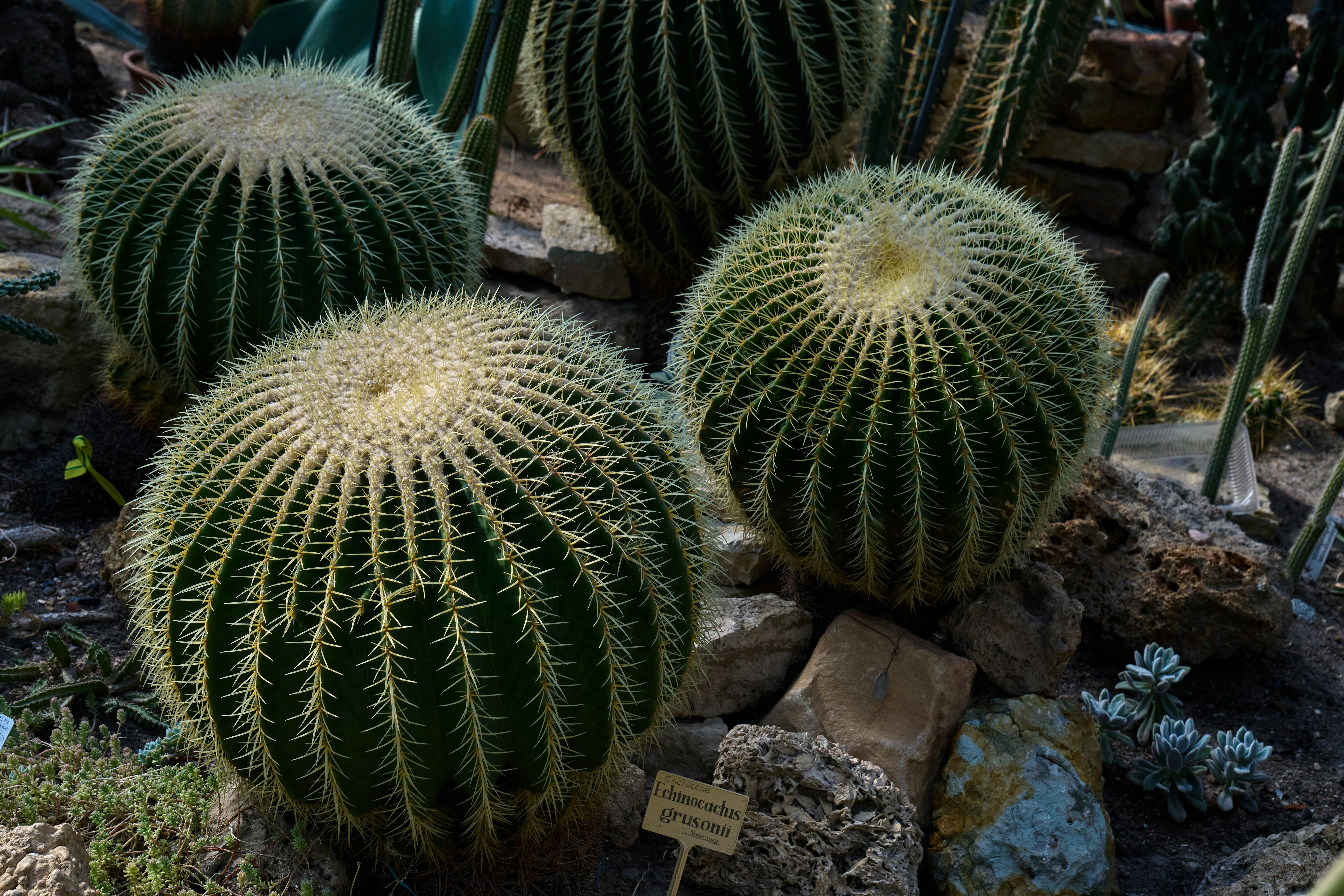 Photo by lostillusion