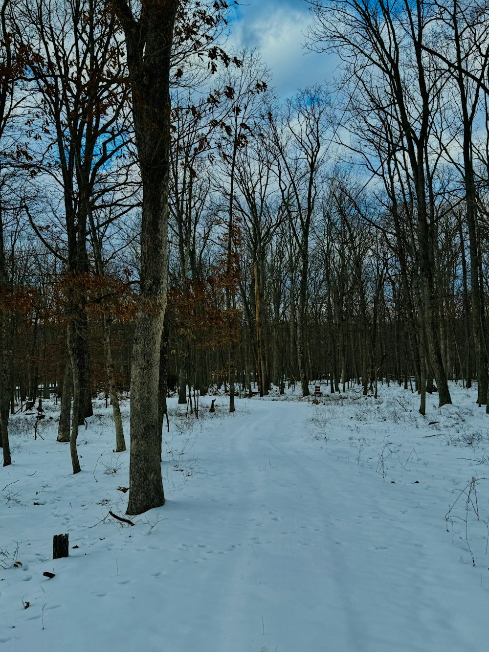 a snow covered path in a wooded area