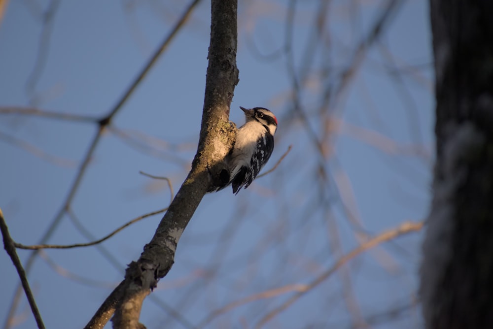 a bird is perched on a tree branch