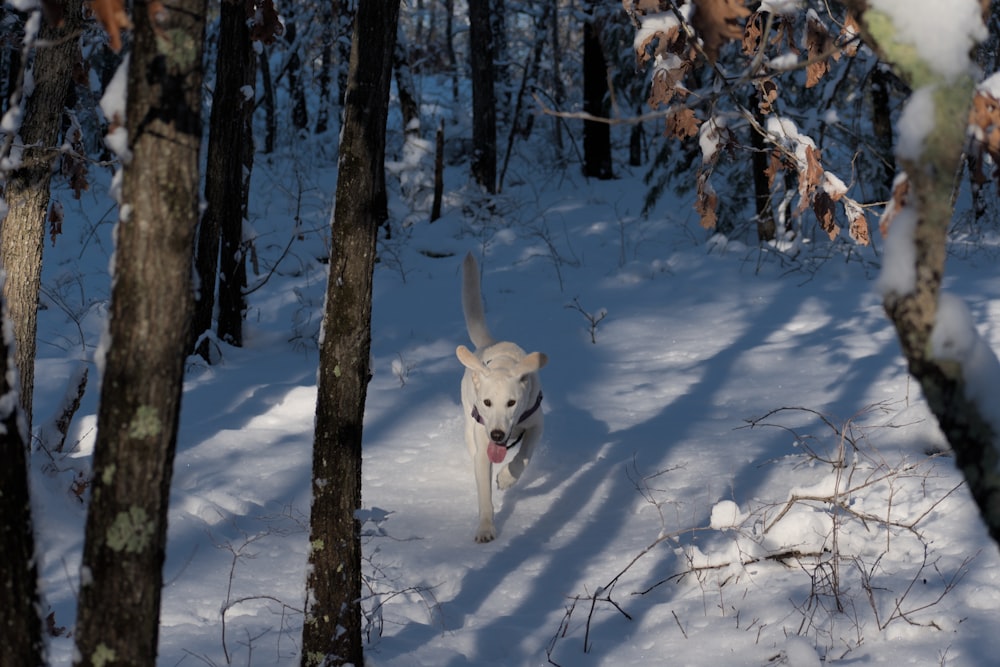 a dog running through the snow in the woods