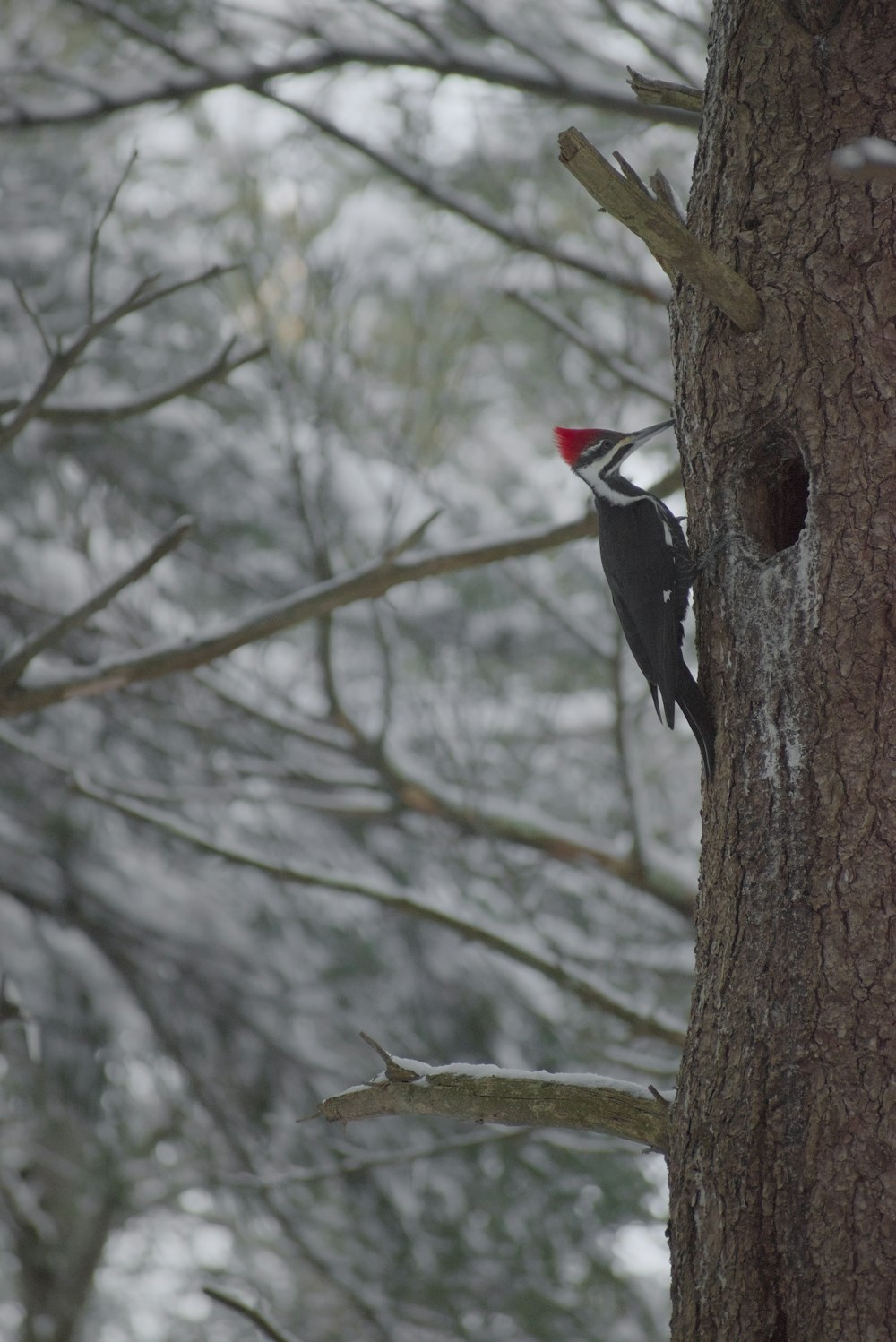 a red and black bird is perched on a tree