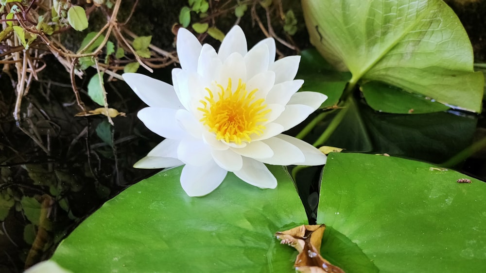 a white and yellow flower sitting on top of a green leaf