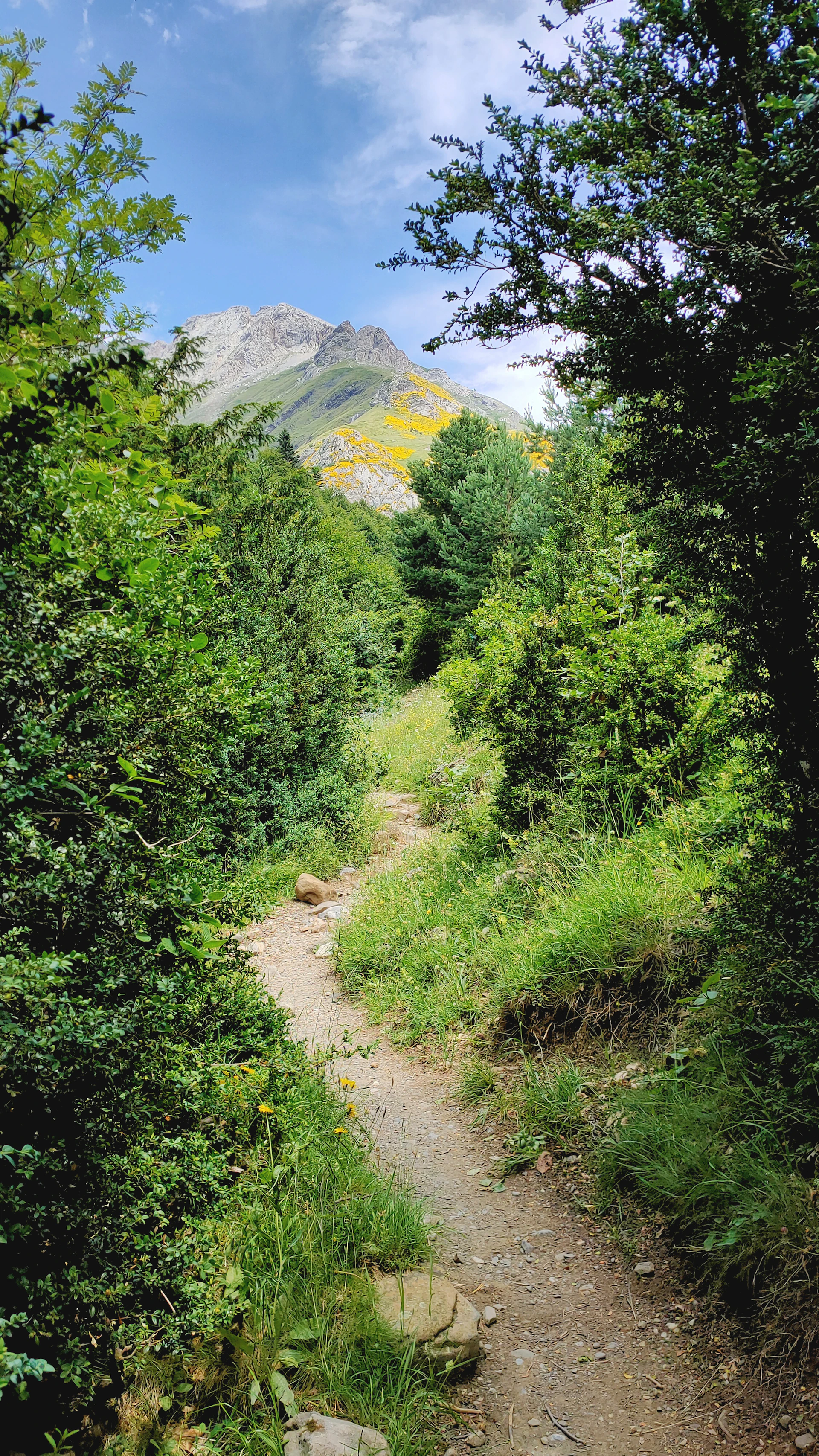 a dirt path in the middle of a forest