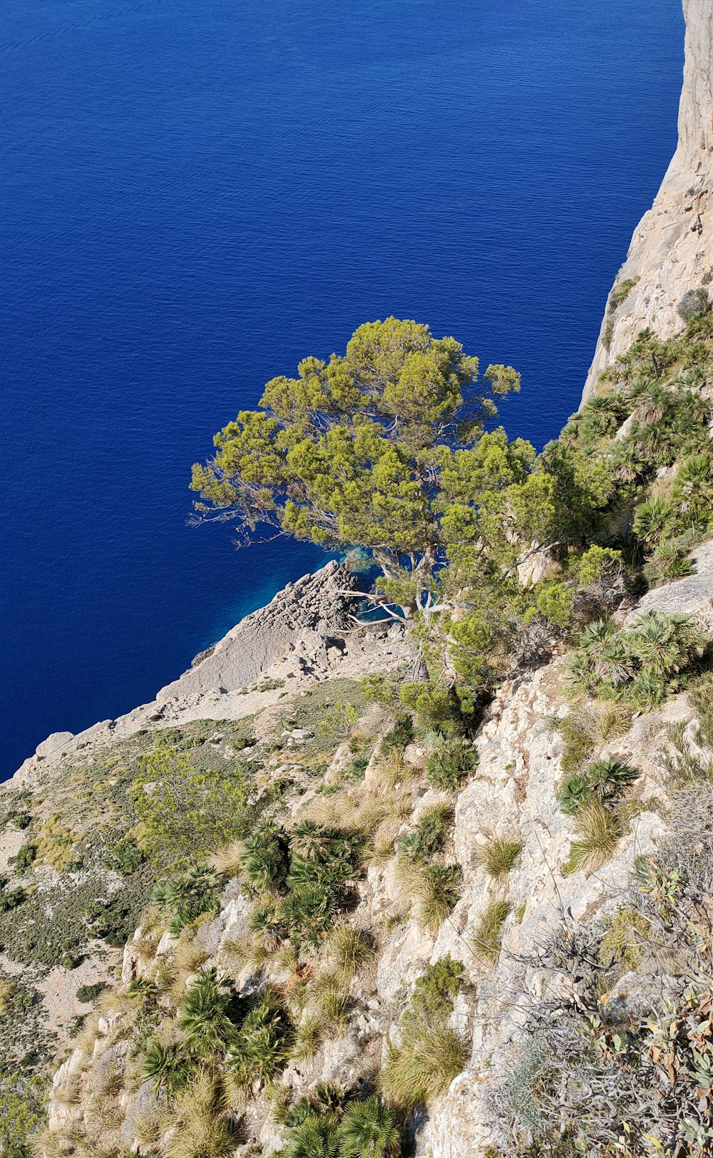 a lone tree on the side of a cliff
