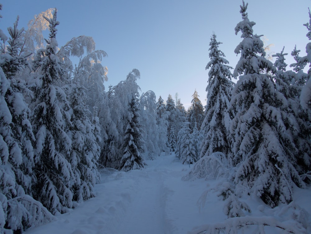 uma floresta coberta de neve cheia de árvores