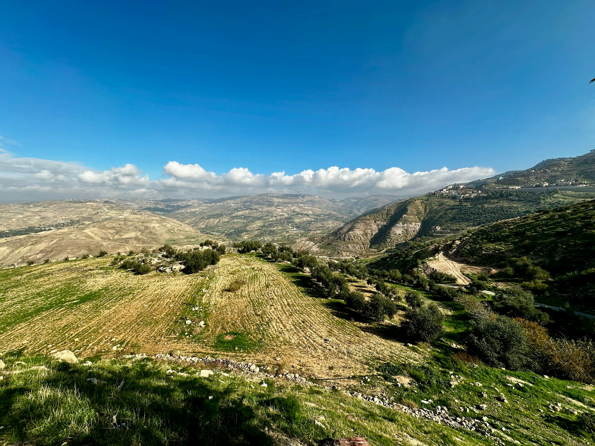 a bird flying over a lush green hillside