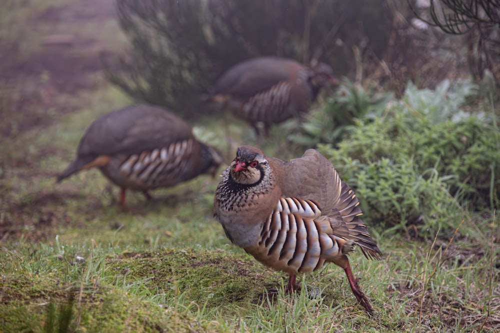 a group of birds standing on top of a grass covered field