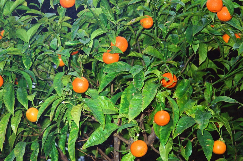 a tree filled with lots of ripe oranges