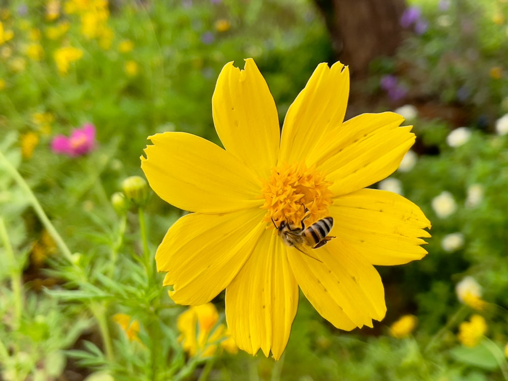 a yellow flower with a bee on it