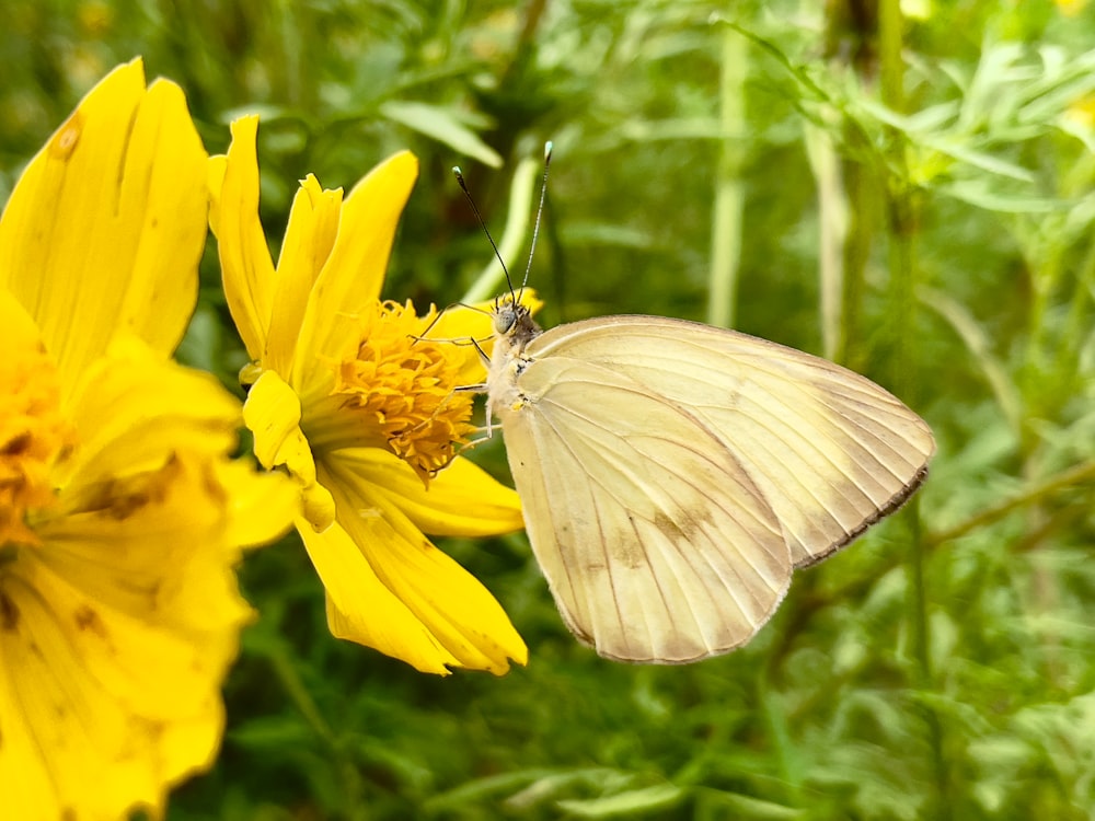 a white butterfly sitting on a yellow flower