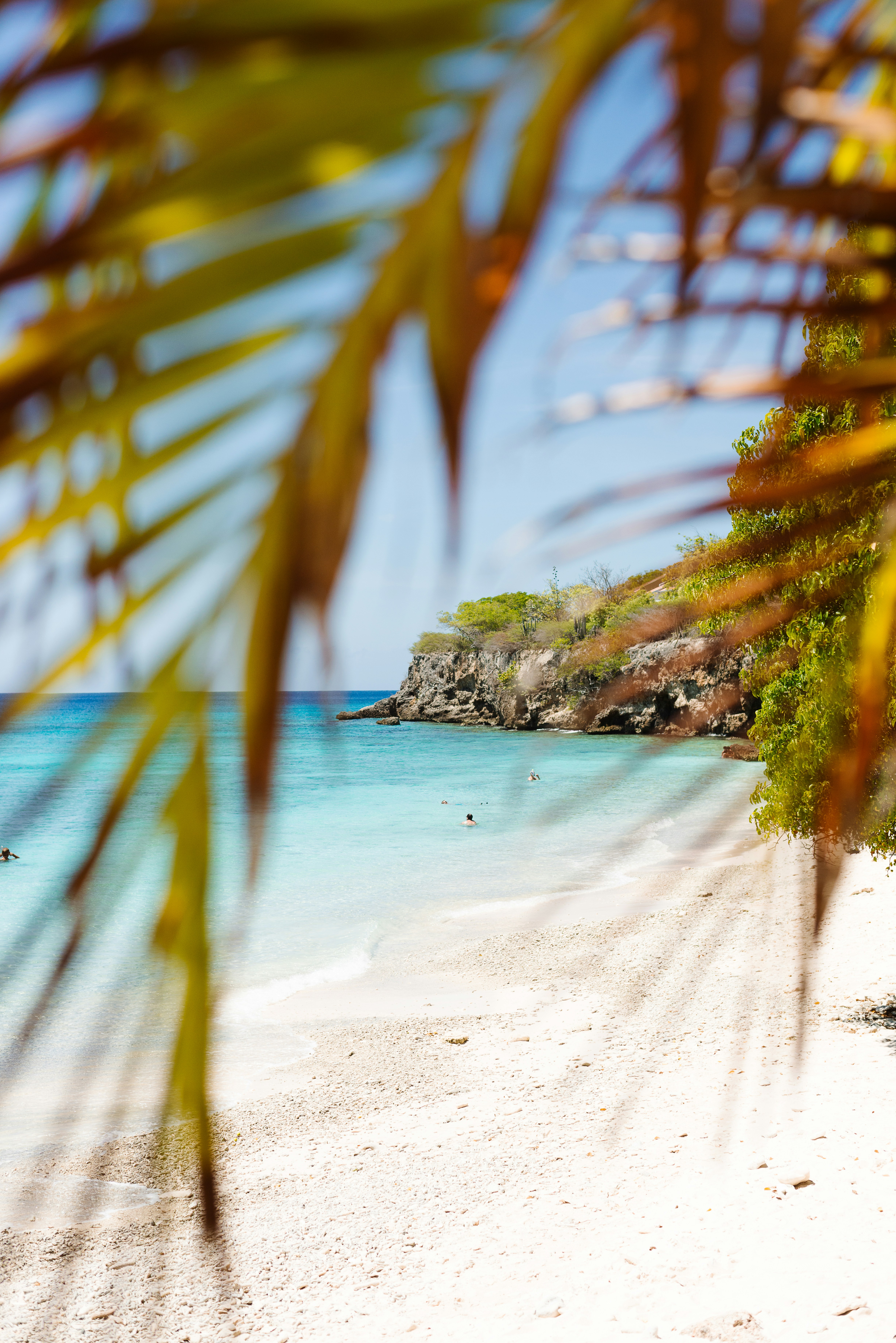 Beach through palm tree leaves in Aruba
