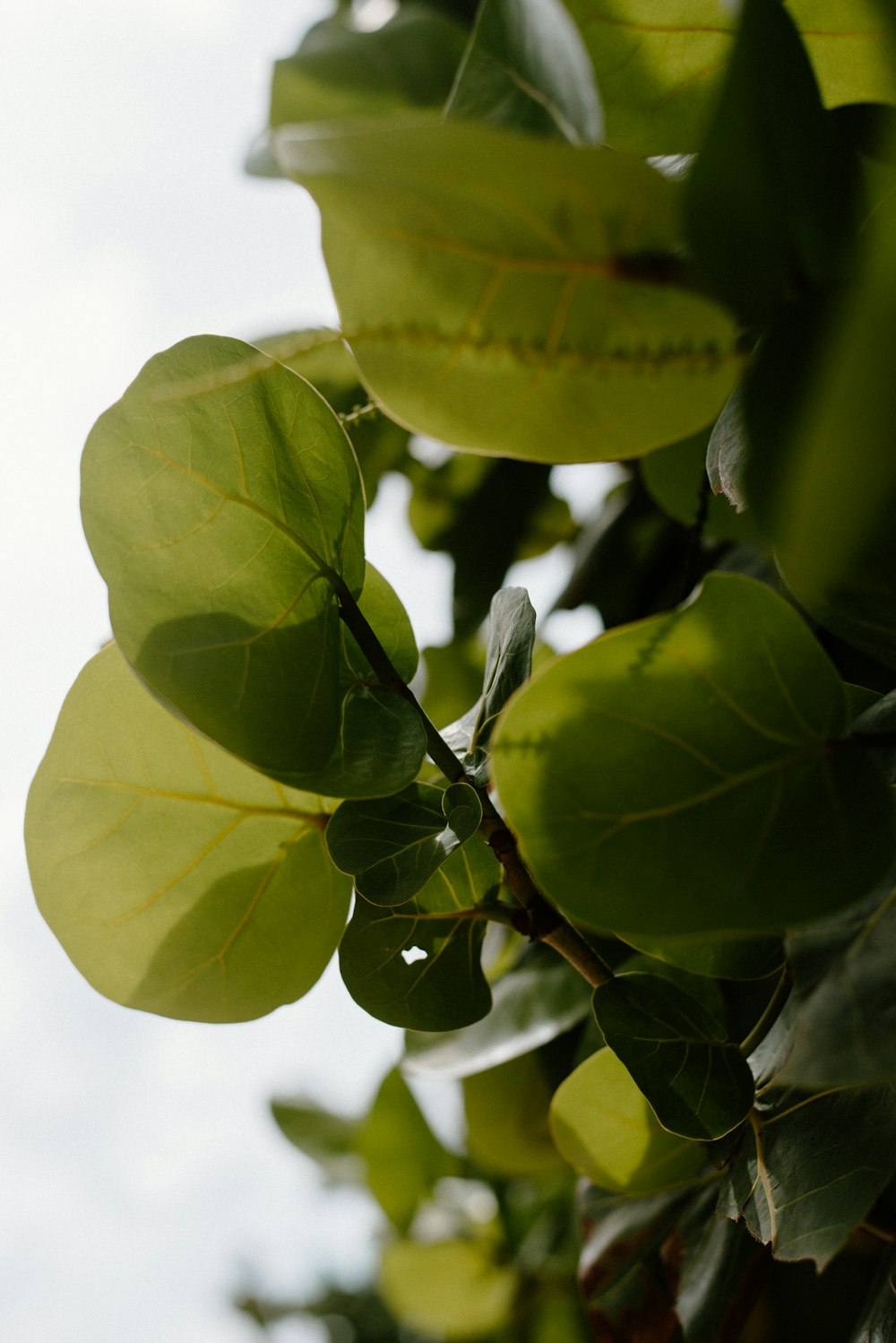 a close up of a leafy tree with sky in the background