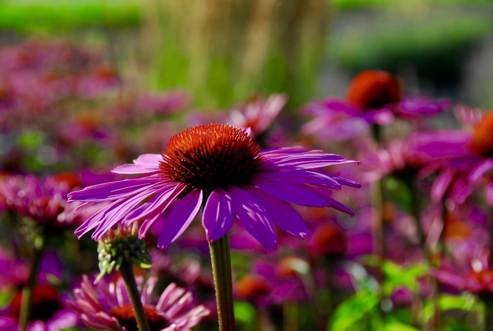 a field full of purple flowers with red centers