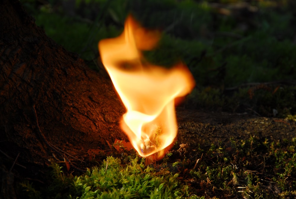 a close up of a fire on the ground
