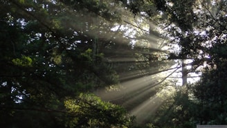 the sun is shining through the trees in the forest