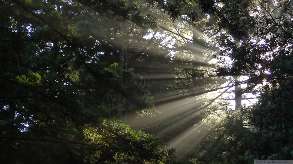 the sun is shining through the trees in the forest