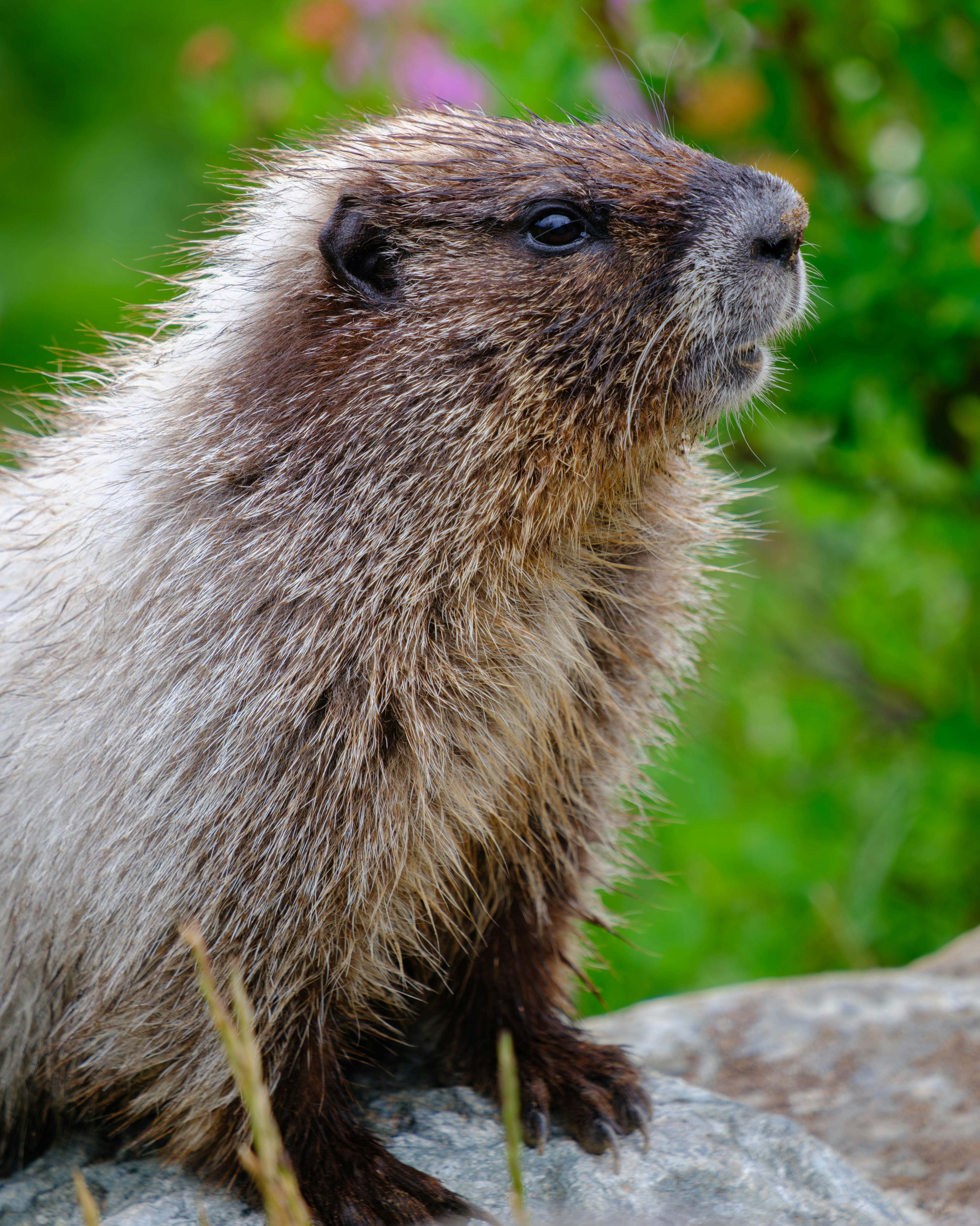 Photo by helithumper