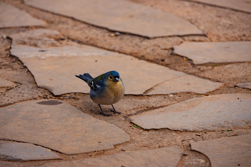 a small blue bird standing on a stone walkway