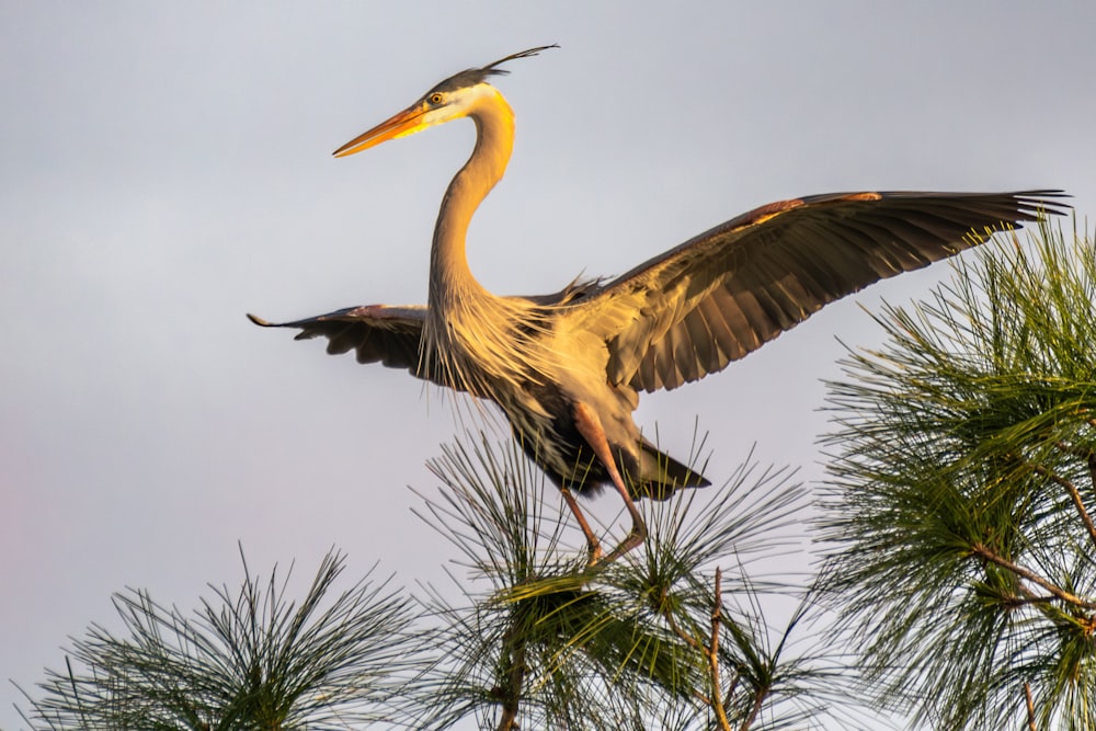 a large bird with a long beak sitting on top of a tree