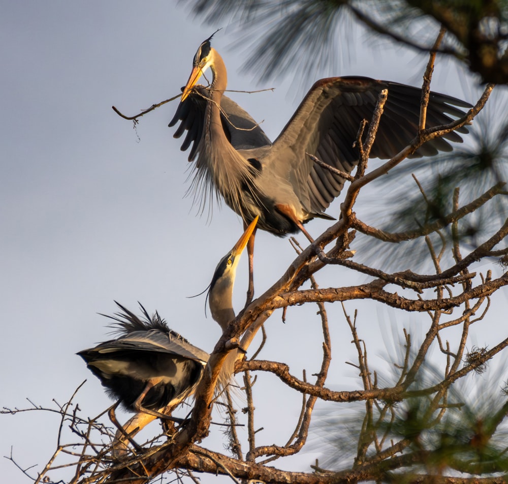 a couple of birds that are sitting in a tree