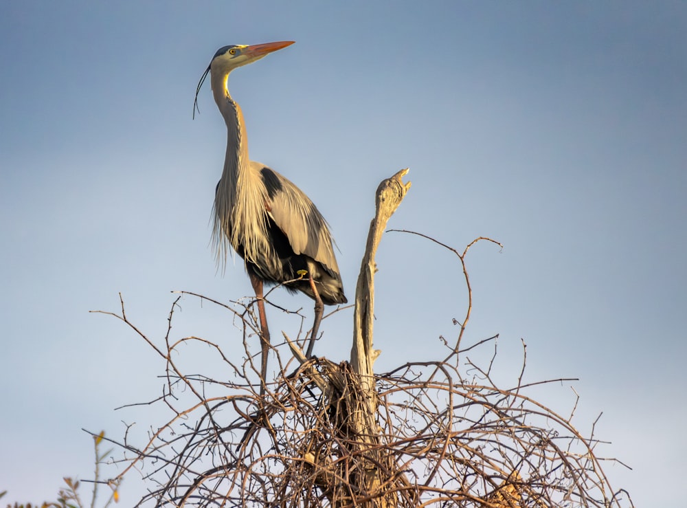 a large bird standing on top of a dry tree