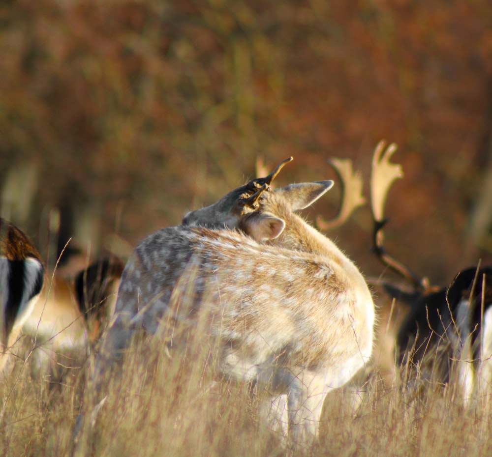 a group of deer in a field with trees in the background