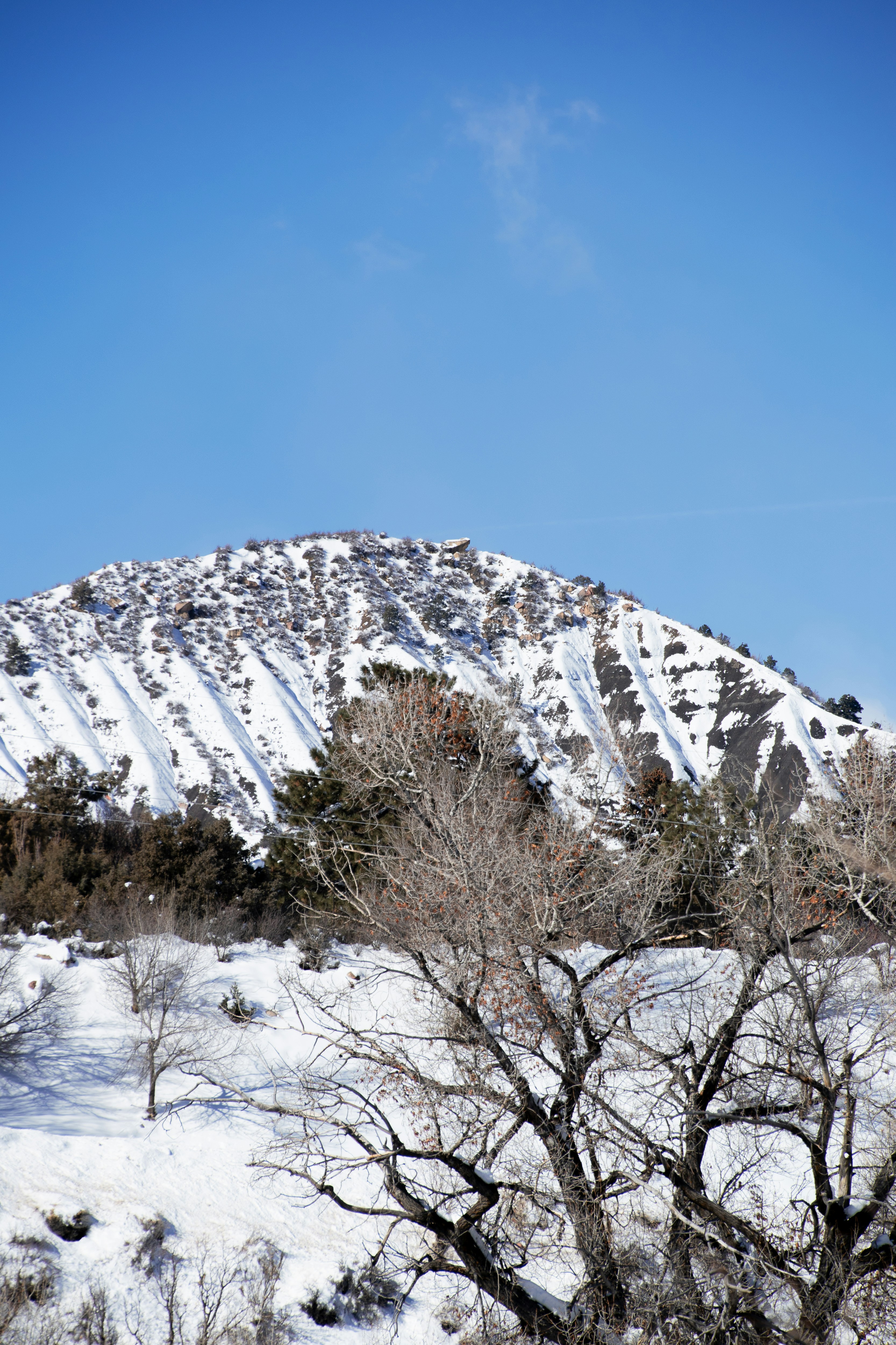 a snow covered mountain with trees in the foreground