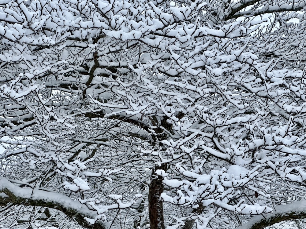 a snow covered tree with a bench in the foreground