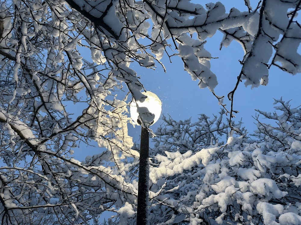 a street light surrounded by snow covered trees