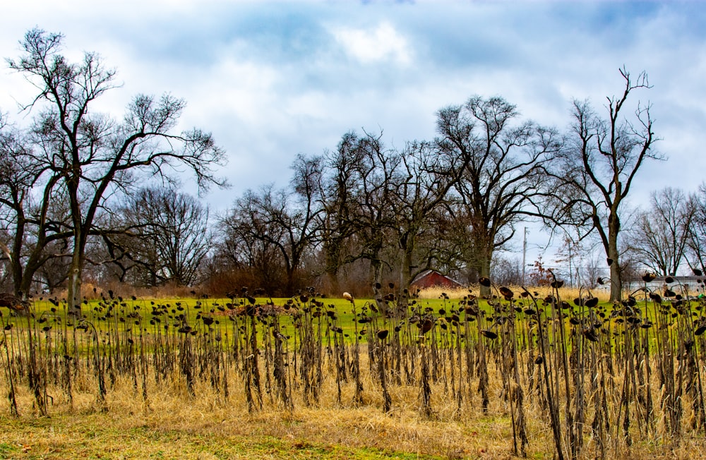 a field full of dead trees with a barn in the background