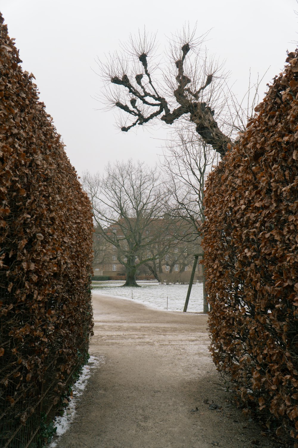 a pathway between two hedges in a park