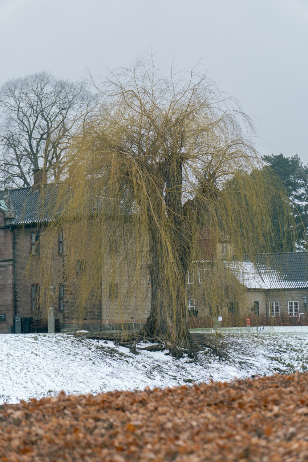 a tree in front of a building with snow on the ground