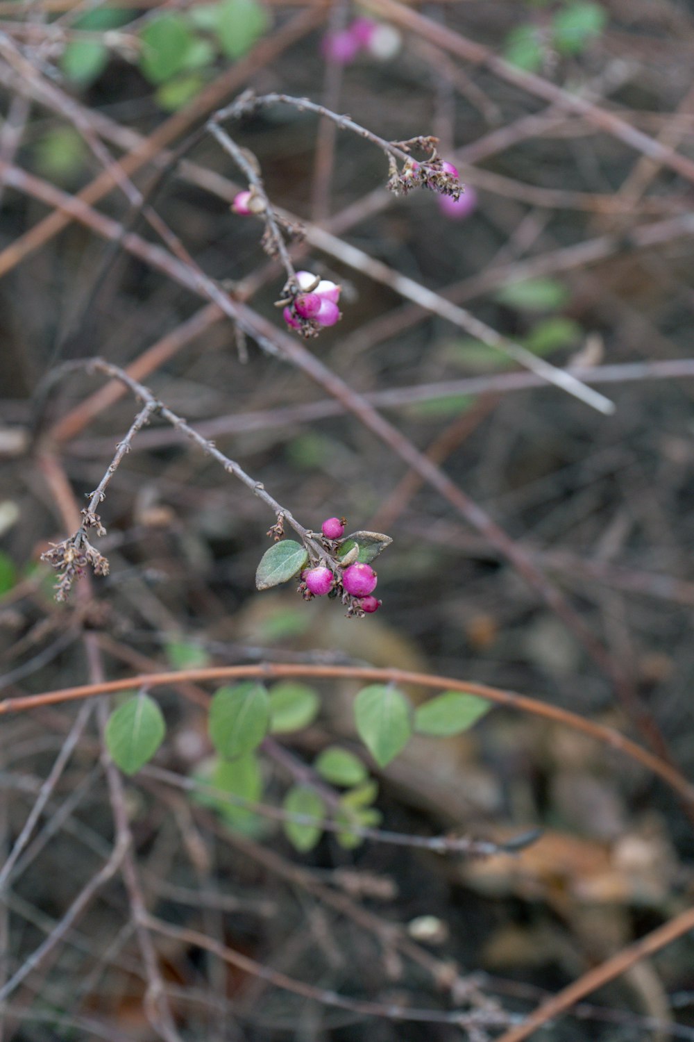 a branch with small pink flowers and green leaves