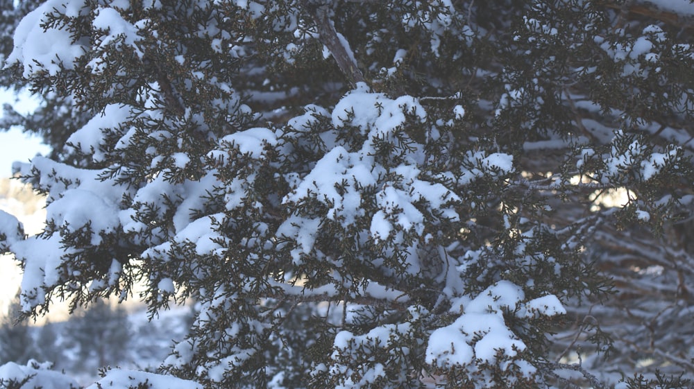 a tree covered in snow with a bird perched on top of it
