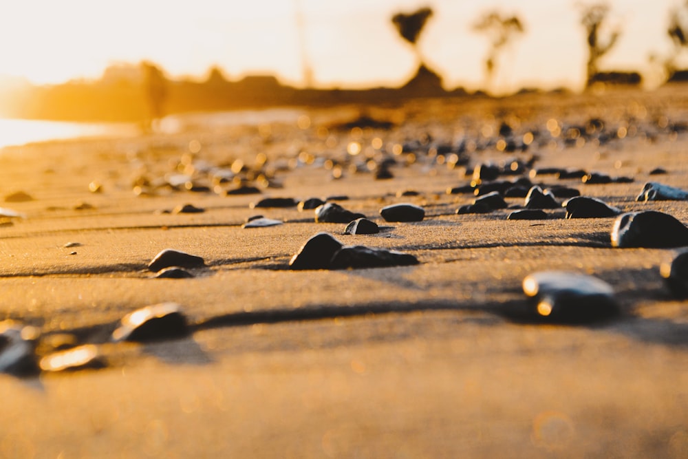 a bunch of rocks that are laying in the sand